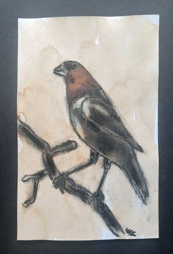 Coffee-Stained Cowbird Sketch Drawing, Original Charcoal Bird Wall Art, One-of-a-kind Traditional Hand-Drawn Bird BOHO Artwork